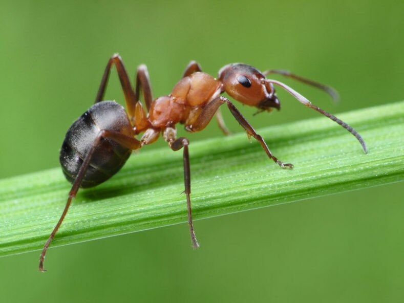 ant ja prostatiidi ravi